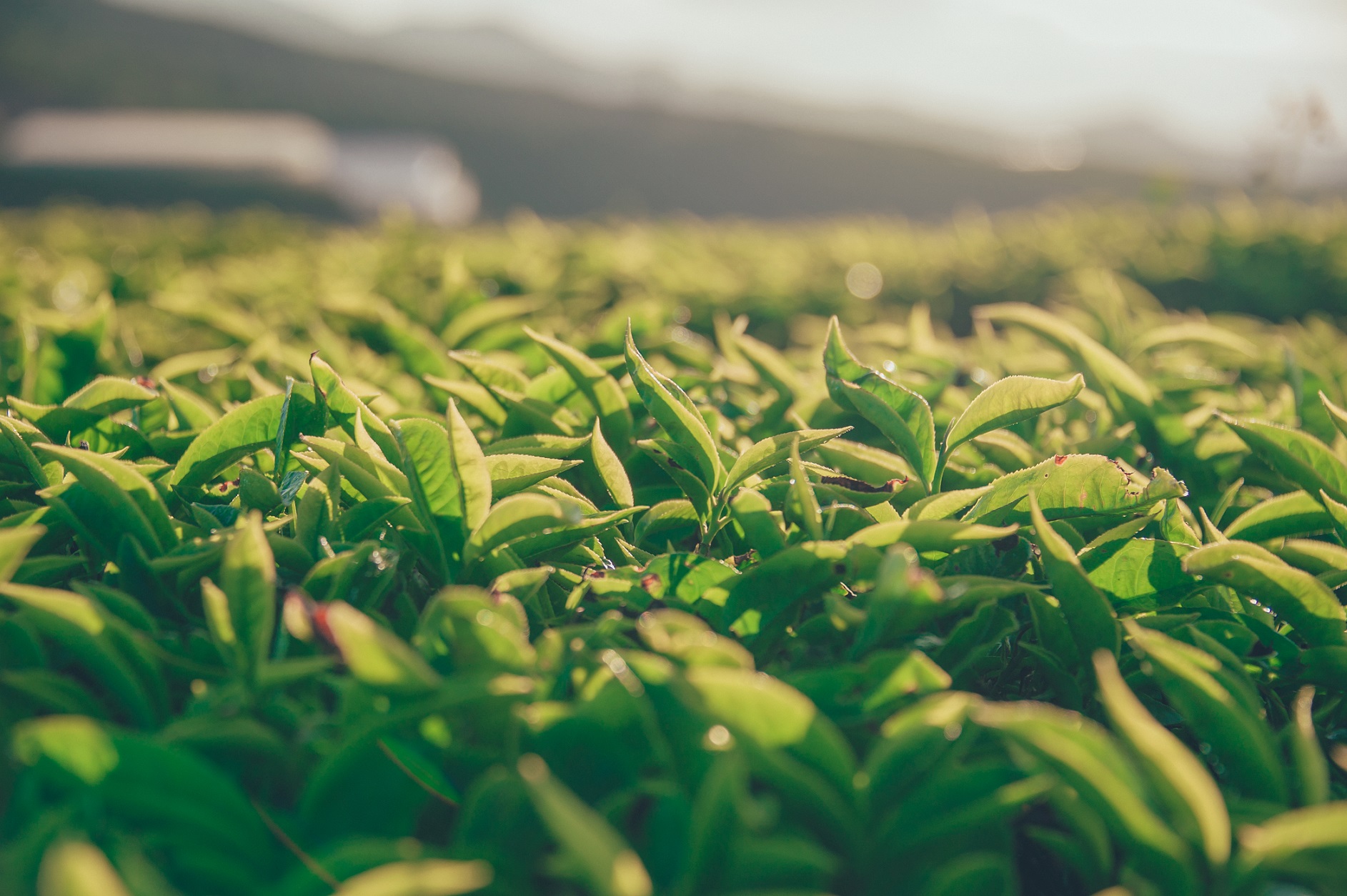 茶馔美味