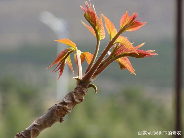 春鲜香椿芽