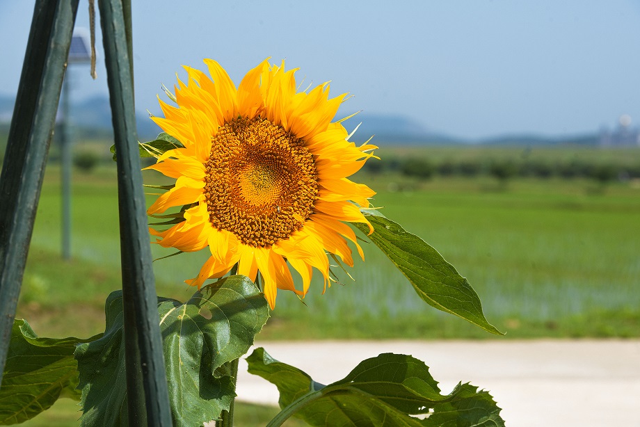 夏